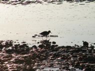 Amble